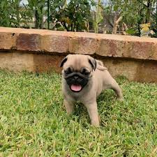 Favorite this post may 28 created gecko for rehoming Purebred Black And Fawn Pug Puppies Male Female Requires A New Loving Home For Sale In Austin Texas Classified Americanlisted Com
