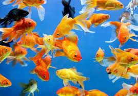 Un dictionnaire des rêves en ligne à la portée de tous. Rever De Poissons Signification Du Poisson Dans Un Reve Elle