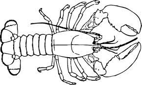 Download 220 lobster coloring stock illustrations, vectors & clipart for free or amazingly low rates! Ocean Animal Facts And Coloring Pages Coloring Pages Outline Drawings Urban Sketching