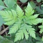 Image result for Doryopteris concolor