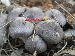 حب اعمي الجزء الثاني ( مدبلج ). Ø³Ù„ÙÙŠØª Ùˆ Ù†Ø§Ø³Ù‡Ø§ Ø§Ù„Ø­Ø°Ø± Ù…Ù† Ø§Ù„ÙØ·Ø± Ø§Ù„Ø§Ø³ÙˆØ¯ Ø§Ù„Ø³Ø§Ù… Facebook