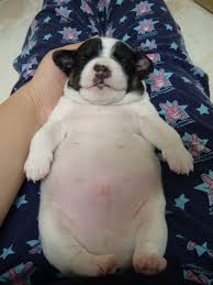 See more ideas about fat dogs, dogs, fat animals. Pin On Melt