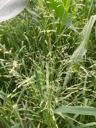 Image result for Panicum schinzii