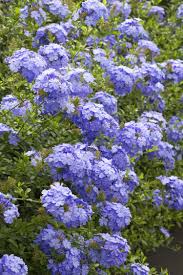 Tolerates poor soil goes dormant: Royal Cape Plumbago