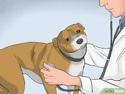 Rub the puppy with a towel right after the membrane comes off, the mother dog will normally lick the puppy, which will stimulate it to breathe and cry. 3 Ways To Handle A Mother Dog Refusing To Stay With Her Puppies