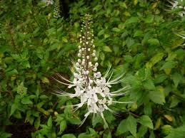 Image result for Orthosiphon schimperi