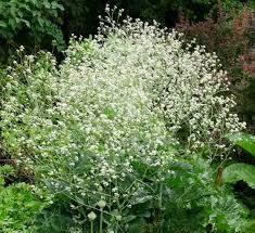 Image result for Crambe kilimandscharica