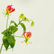 Image result for Gloriosa