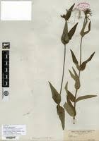 Image result for Otomeria elatior