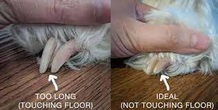 Pin On Trimming Dog Nails