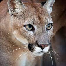 Close up view of the face of a florida panther staring into the distance. Florida Panther Wildlife And Wild Lands