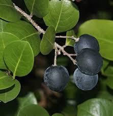 Image result for Chrysobalanus icaco