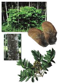 Image result for Centrolobium robustum