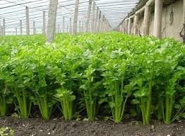 Daun bawang adalah bagian dari bawang yang diambil pada bagian daunnya yang biasanya oleh karena itu, dengan banyaknya kebutuhan masyarakat terhadap daun bawang yang sangat tinggi. Cara Menanam Seledri Ini Akan Meningkatkan Hasil Panen Anda