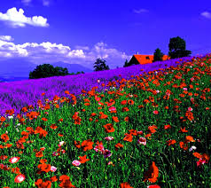 Flower Landscape Tap To See More Of The Greatest Landscape Wallpapers Mobile9 Landscape Wallpaper Flower Landscape Landscape