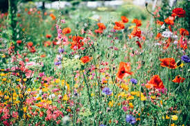 If you require a larger quantity than this in bulk then please feel free to contact us. How To Get Your Free Wildflower Seeds Karen Hugg