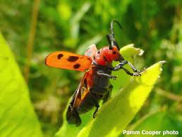 Wild And Wonderful Insects Of New England Insects Milkweed Free Pictures