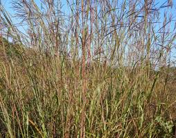 Image result for Andropogon