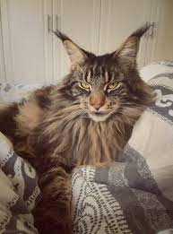 Tirtham Cattery On Twitter Info Available Maine Coon Kitten Hubungi Kami 0818919146 Dan 082282222328 Love Mainecoon Indonesia Kucing Cat