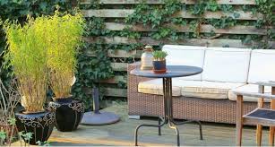 See more ideas about bamboo garden backyard garden design. Top 6 Best Bamboo For Containers And Pots Pyracantha Co Uk