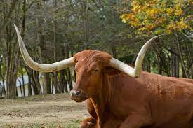 Texas Longhorn Cattle The Farm At Walnut Creek In Ohio