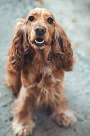 ingiliz cocker spaniel ozellikleri tarihcesi ve bakimi enpati net