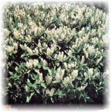We did not find results for: Best Foundation Shrubs