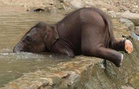 This is how baby elephants drink water. They don't learn how to use their  trunks properly until they're 9-12 months old. ❤