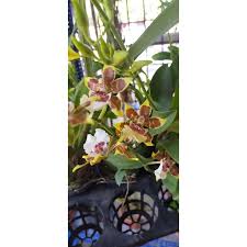 Maybe you would like to learn more about one of these? Buy Oncidium Orchid Plant Only Seetracker Malaysia