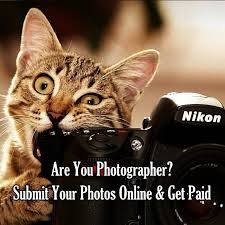 Kathryn schauer photography is a small, custom photography studio providing the best professional dog photography in connecticut. Photography Jobs Are You Photographer Need Side Income Just Submit Your Photos Online Get Paid Interested Please Comment Yes I Will Inbox You How To Get Paid Facebook