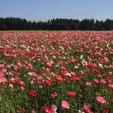 Image result for Poppy Red 1998 AAV