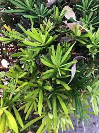 Image result for Podocarpus latifolius