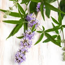 • offering excellent stress relief hair loss is one of the most widespread afflictions of a modern, stressful lifestyle. Chasteberry Ingredient Database Toxicfree Foundation