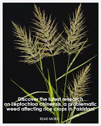 Image result for Lipocarpha chinensis