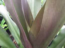 Crinum lilies (crinum spp.) are large, heat and moisture loving plants, producing an abundant array of showy flowers in summer.grown in gardens of southern plantations; Queen Emma Crinum Lily Southwest Nursery Wholesale Landscaping Supplies Dallas Fort Worth