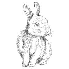 How to draw cartoon bunny rabbits and hares with simple step by step drawing lesson. Bunny Rabbit Sketch Illustration Vector Stock Vector Illustration Of Bunny Animal 107955272