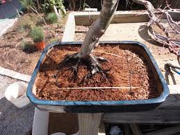 Some pests might live in the soil of your bonsai, and you would only know when repotting, such as root aphids. Repotting Bonsai Dummer Garden Manage Gfinger Es La App De Jardineria Mas Profesional
