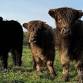 Afternoon Tea and Highland Cow Experience event image