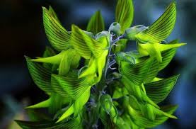 Image result for Crotalaria insignis