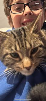 Cat for adoption in Dublin, Ohio area