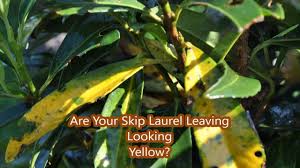 On average, they can grow. Lifestyle Cherry Laurel Has Brown Leaves What To Do 2021