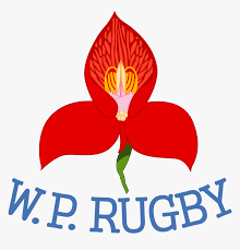 Delivery, delivery service, dhl, dhl logo, dhl logo black and white, dhl logo png, dhl logo transparent, logistics, logos that start with d, parcel. Transparent Dhl Logo Png Western Province Rugby Png Download Kindpng
