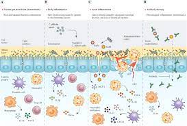 Frontiers | Application of recombinant antibodies for treatment of  Clostridioides difficile infection: Current status and future perspective