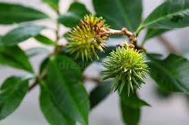 Image result for Allamanda schottii