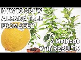 1 How To Grow A Lemon Tree From A Seed 4 Methods 240 Days Youtube Lemon Tree From Seed Lemon Tree How To Grow Lemon