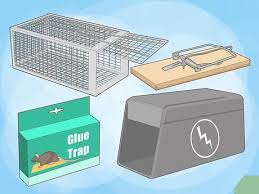 Check spelling or type a new query. How To Get Rid Of Rats Without Harming The Environment
