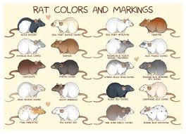 Rat Colors And Markings Pet Rats Cute Rats Baby Rats