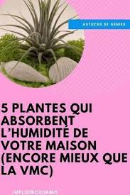 5 Plantes Qui Absorbent L Humidite De Toutes Les Pieces Plante Plante Exterieur Plante Appartement