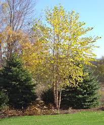Birch Trees In Fall Photos Pin On Gardening