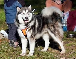 Check spelling or type a new query. Nombres Para Perros Alaska 200 Ideas Para Tu Perro Alaskan Malamute